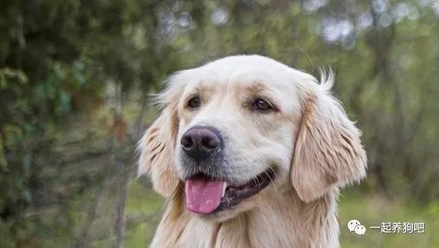 拉布拉多犬的换牙期及其注意事项